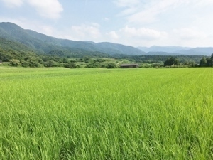 お米生産地.jpg
